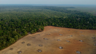 Deforestaci&oacute;n en Amazon&iacute;a brasile&ntilde;a cay&oacute; en &uacute;ltimo a&ntilde;o, pero subi&oacute; 60% bajo Bolsonaro