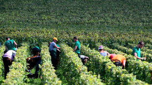 Vendanges en Champagne : la fili&egrave;re sous pression pour pr&eacute;server sa r&eacute;putation