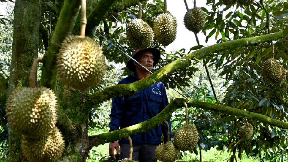 Sur les hauts plateaux du Vietnam, le lucratif durian remplace le caf&eacute;