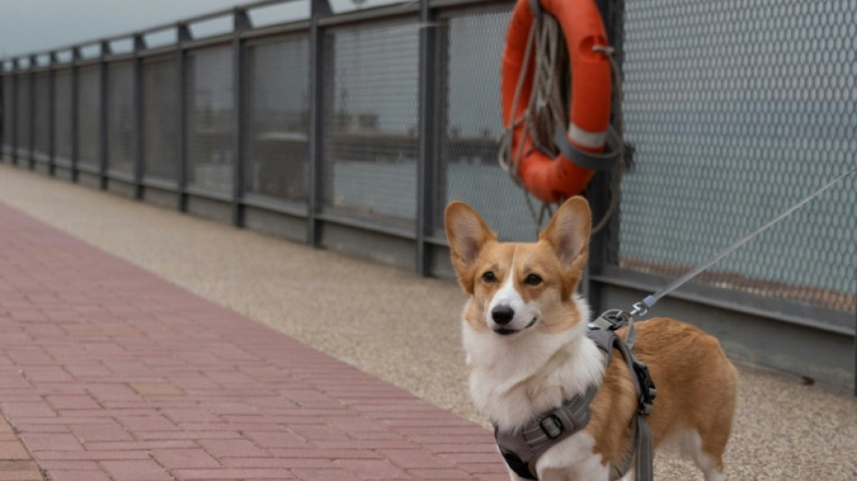 Los eurodiputados adoptan reglas por el bienestar de los perros y gatos