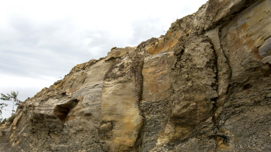 Descubren en Brasil un bosque de 290 millones de a&ntilde;os 