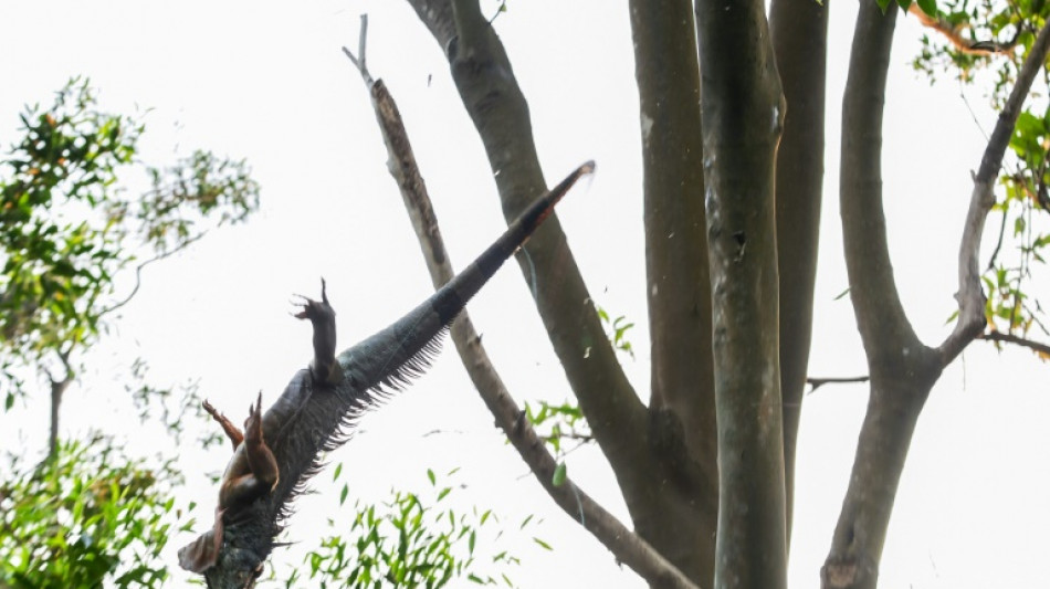 Taiw&aacute;n ofrece recompensas a cazadores para controlar la proliferaci&oacute;n de iguanas verdes