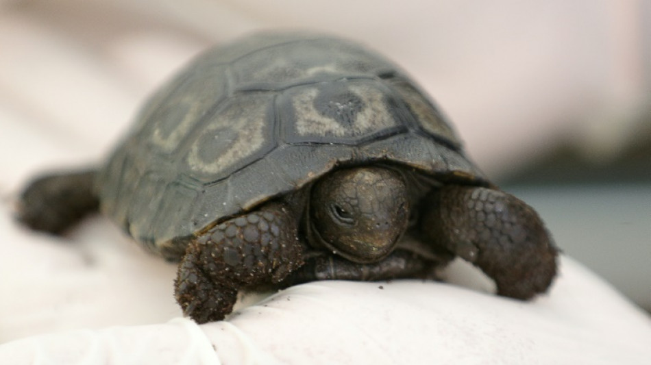Naissance d'une tortue des Galapagos &agrave; Ajaccio, une premi&egrave;re en France