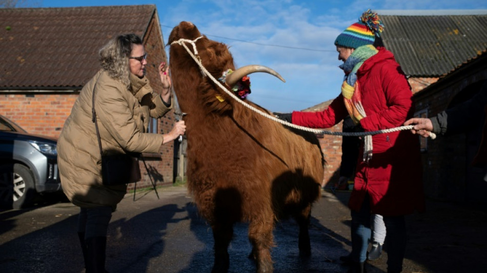 Contre le stress, des &eacute;leveurs anglais proposent des s&eacute;ances de c&acirc;lins avec leurs vaches