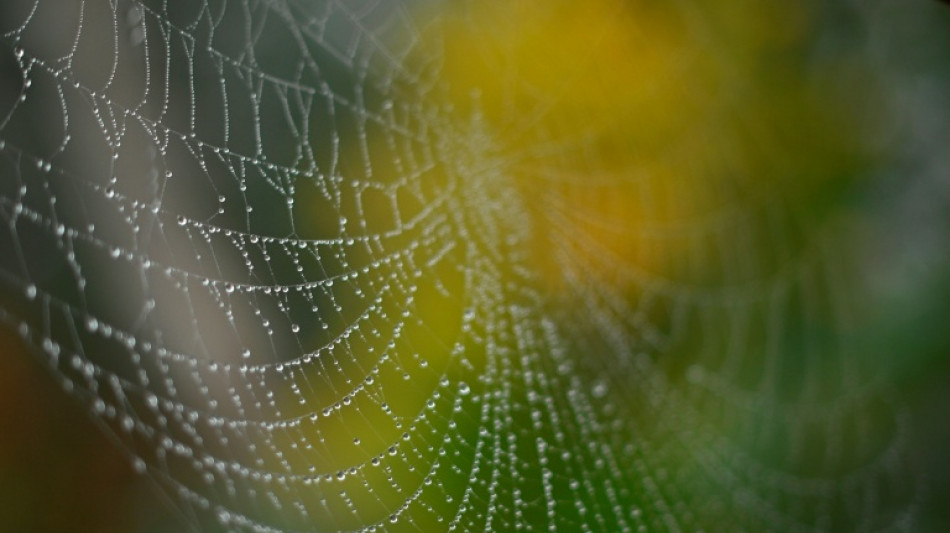 Schwarze Witwen locken Männchen mit Käsefußgeruch