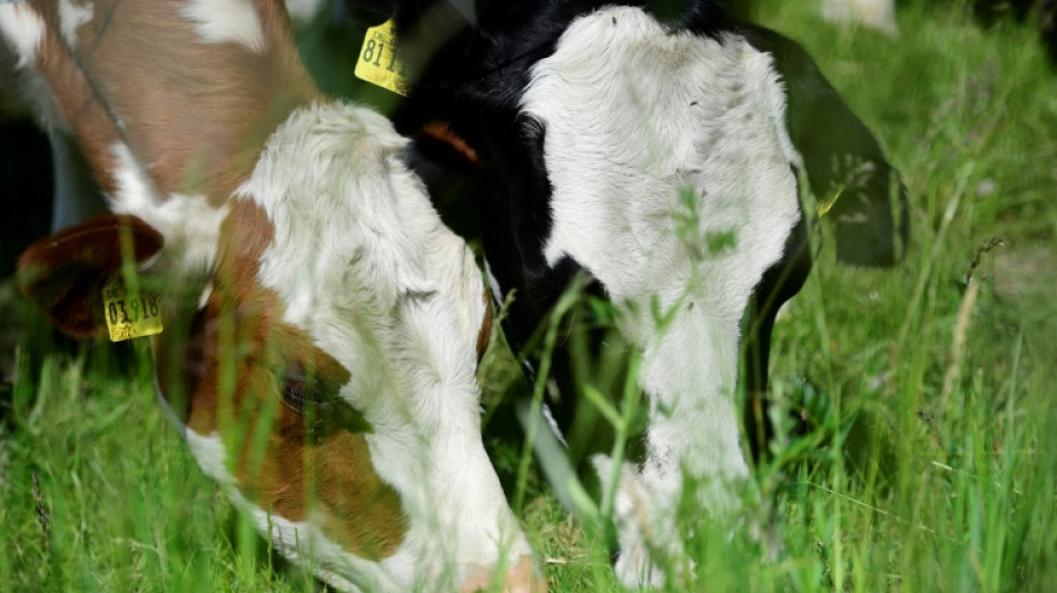 Foodwatch fordert Verbot der Anbindehaltung bei K&uuml;hen und Bullen