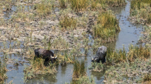 Dans les mythiques marais d'Irak, l'errance des éleveurs de buffles privés d'eau
