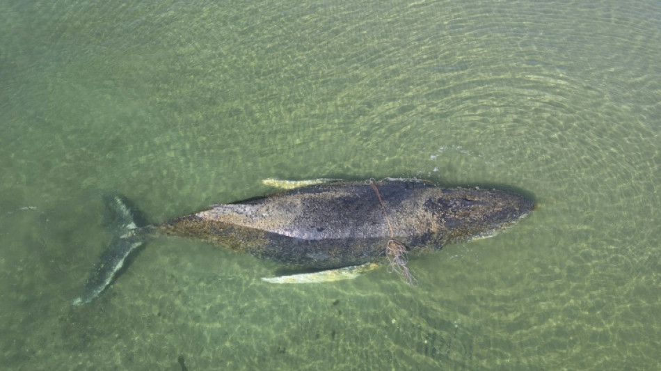 "Bild": Vor Wismar gestrandeter Wal ist wieder frei