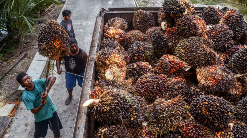 Droits de douane: les producteurs indon&eacute;siens d'huile de palme en qu&ecirc;te de nouveaux d&eacute;bouch&eacute;s