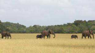 Le combat du Gabon pour pr&eacute;server sa faune