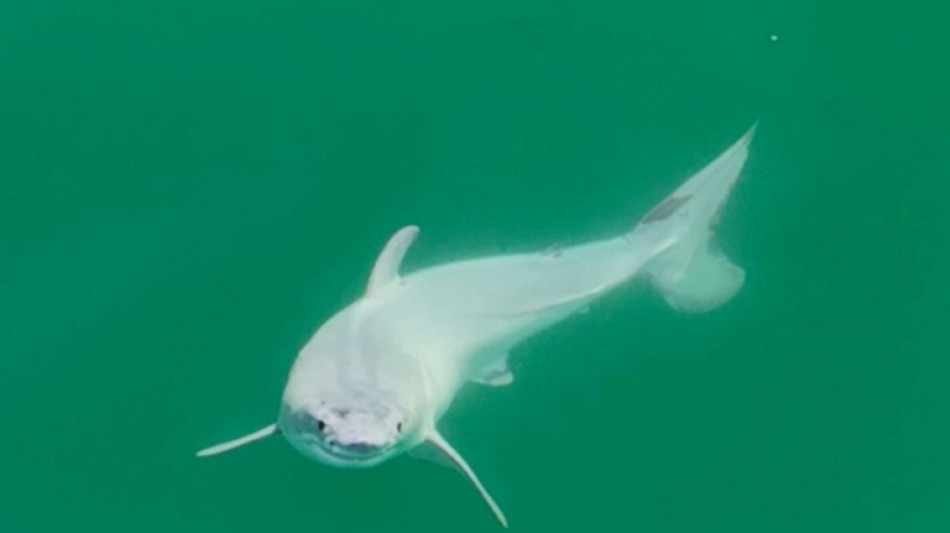 Un grand requin blanc nouveau-n&eacute; a peut-&ecirc;tre &eacute;t&eacute; photographi&eacute; pour la premi&egrave;re fois