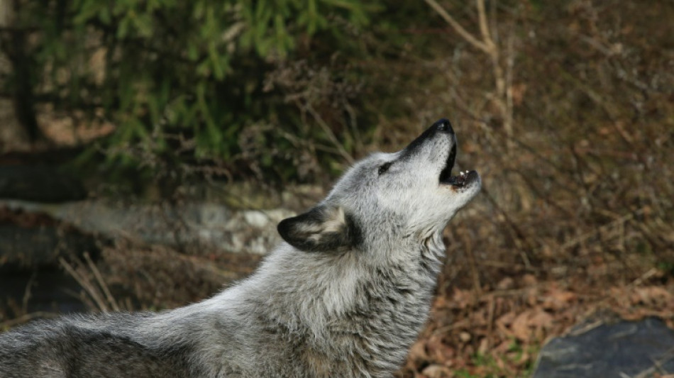 Les loups &agrave; nouveau prot&eacute;g&eacute;s aux Etats-Unis 