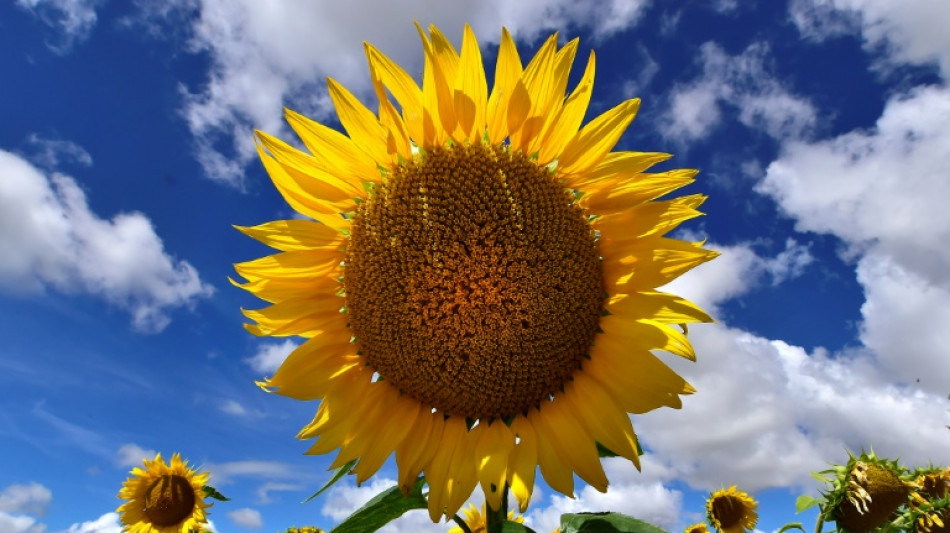 En Vend&eacute;e, la revanche du tournesol, fruit de la guerre et du march&eacute;