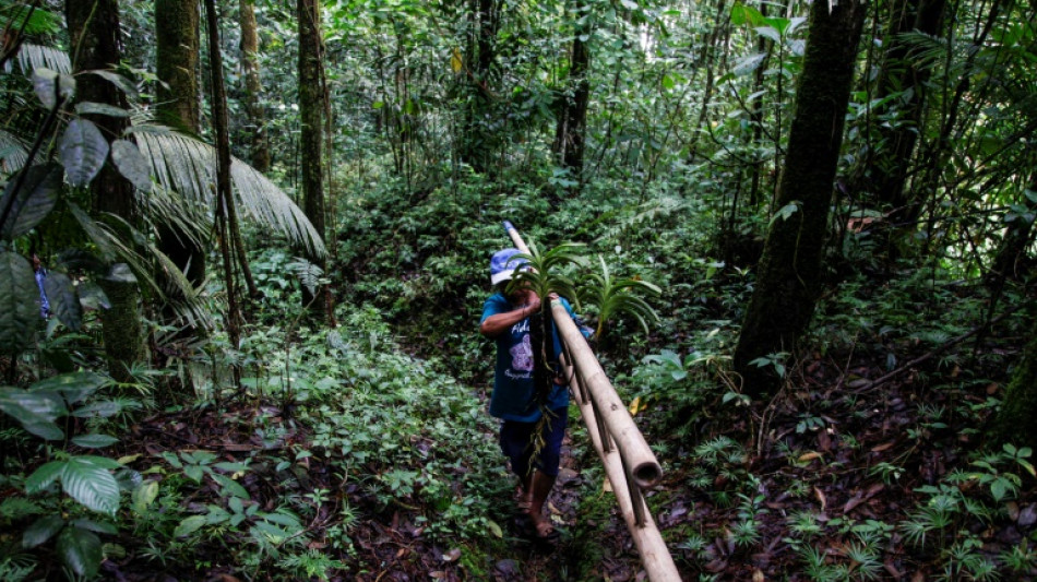 A l'ombre d'un volcan, un Indon&eacute;sien aide des orchid&eacute;es end&eacute;miques &agrave; refleurir