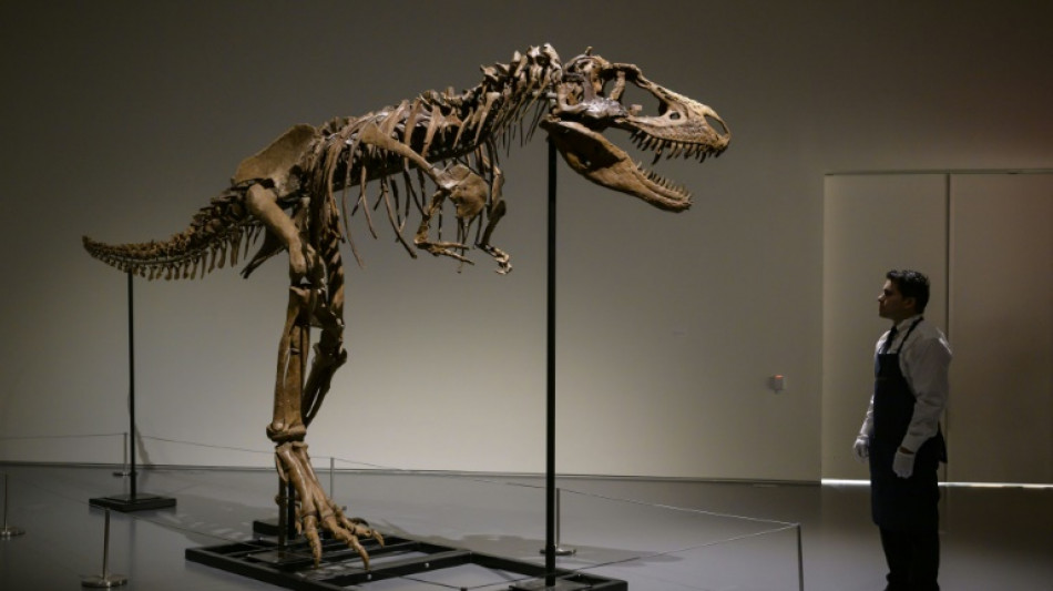 Un squelette rare de dinosaure bient&ocirc;t aux ench&egrave;res &agrave; New York