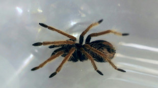 K&ouml;lner Zoll entdeckt 1500 Vogelspinnen in Keksverpackungen