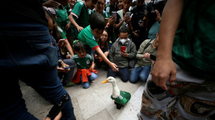 Football 'ambassador' and fan favorite: a duck becomes a star in Mexico