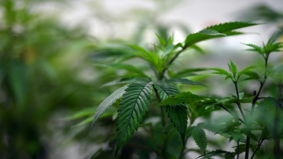 Australie: les m&eacute;decins se plaignent de prescriptions "excessives" de cannabis m&eacute;dical