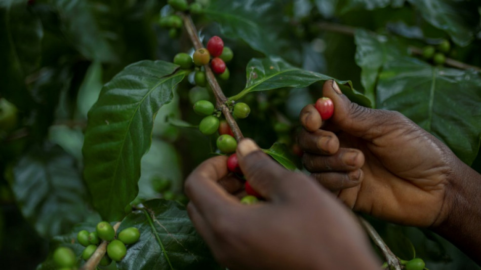 En Mozambique, el caf&eacute; sirve para salvar un bosque tropical &uacute;nico