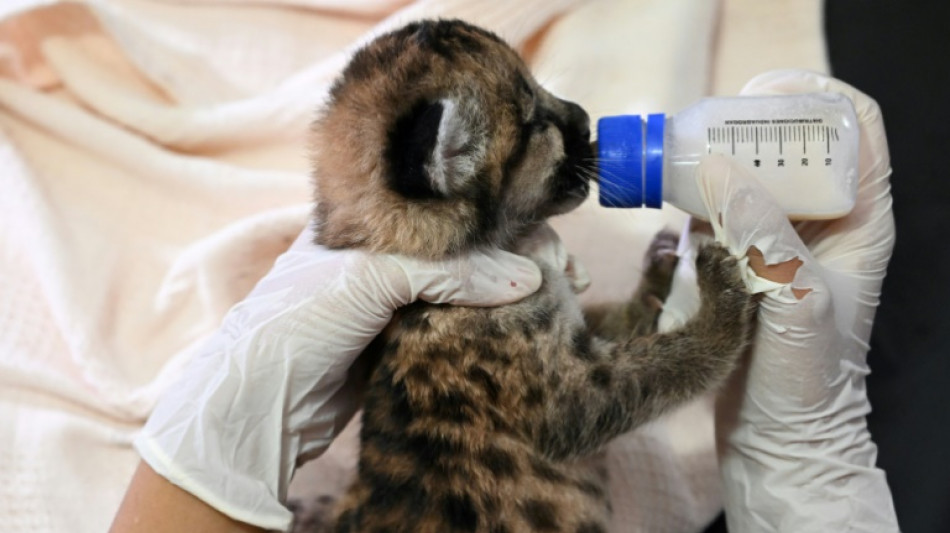 Fazendeiros arrependidos salvam animais do desmatamento na Amaz&ocirc;nia colombiana