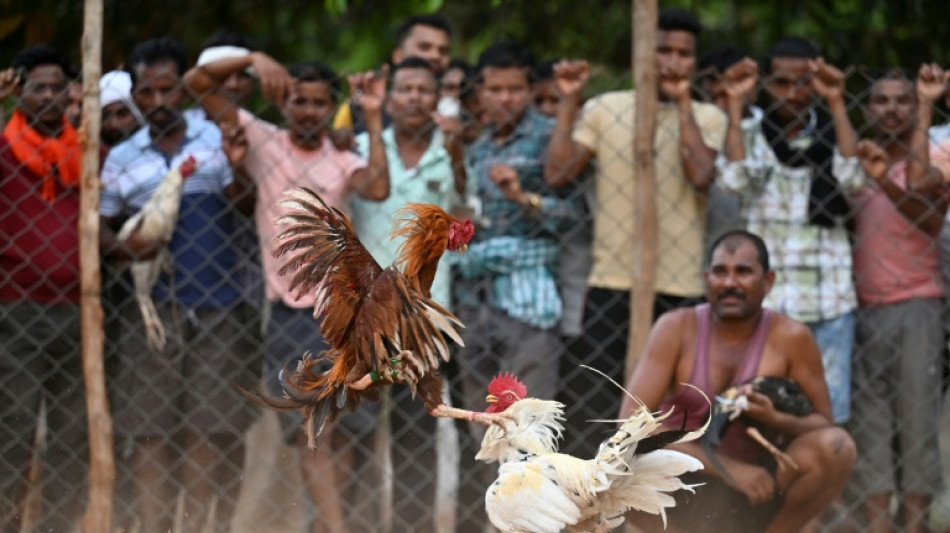 En Inde, les combats de coqs, un vieux jeu d'argent divertissant des villages isol&eacute;s