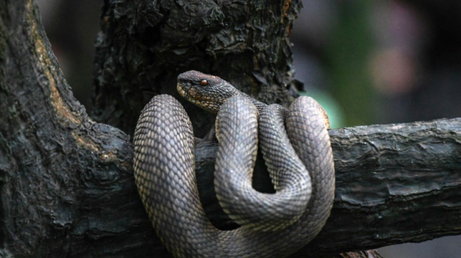 Ermittler beschlagnahmen 20 Giftschlangen bei 40-J&auml;hrigem in Nordrhein-Westfalen