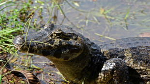 Un reptile sur cinq est menac&eacute; d'extinction, selon une &eacute;tude