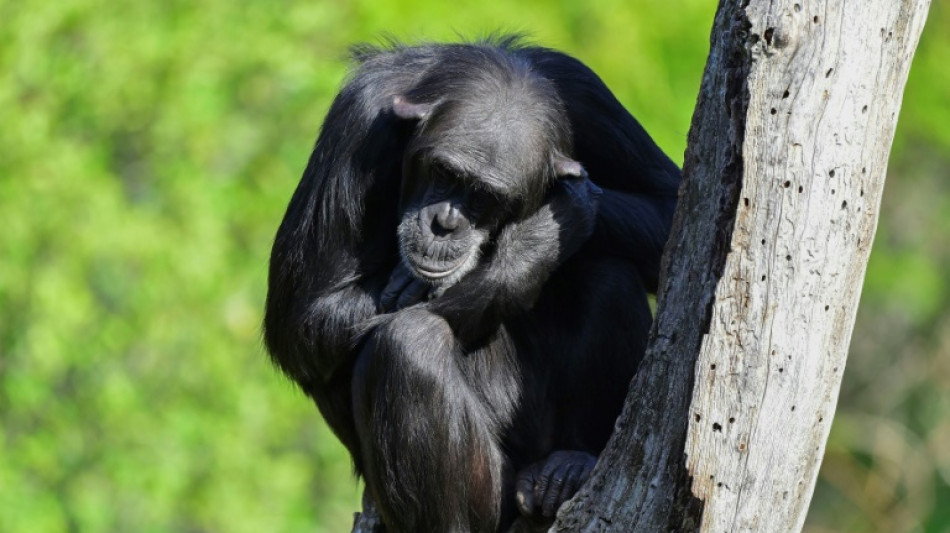 Les outils des chimpanz&eacute;s se sophistiquent au gr&eacute; des &eacute;changes, d&eacute;montre une &eacute;tude