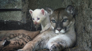 Un raro ejemplar de puma albino nace en zool&oacute;gico de Nicaragua