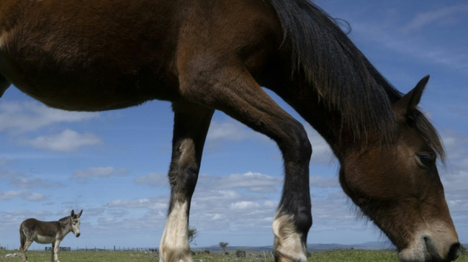 En Uruguay, une ONG sauve les chevaux des assiettes belges ou fran&ccedil;aises