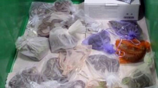 Traficante admite que ingres&oacute; a EEUU serpientes y lagartos en sus pantalones