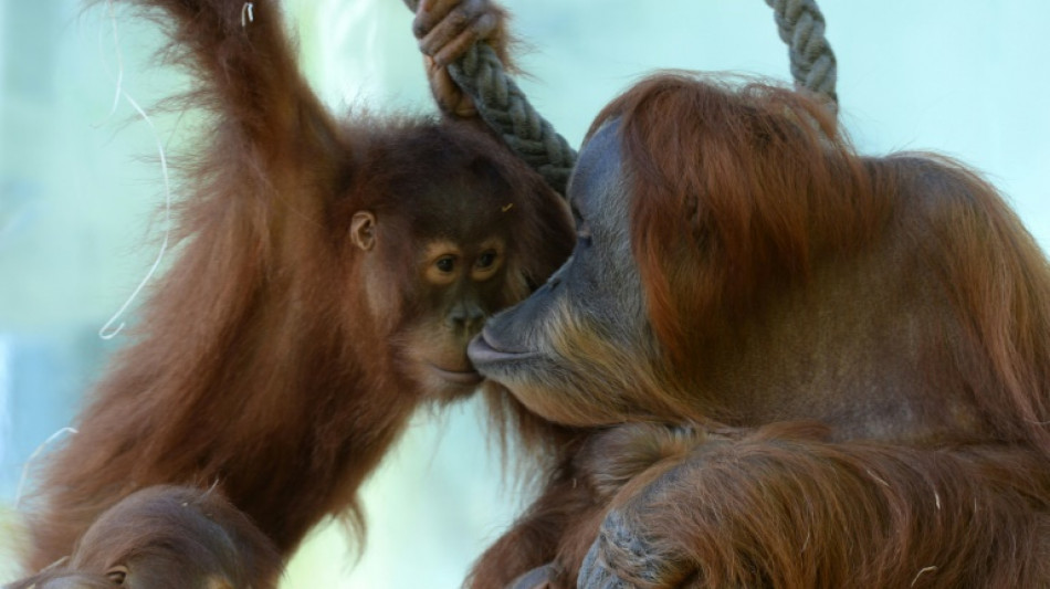 Studie: Orang-Utans in Zoos sind neugieriger als wilde Artgenossen