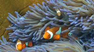 Steigende Meerestemperaturen lie&szlig;en Great Barrier Reef vor 700.000 Jahren entstehen