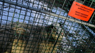 Reino Unido proh&iacute;be la importaci&oacute;n de ganado alem&aacute;n ante un brote de fiebre aftosa