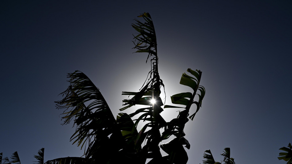 Trovata proteina che protegge piante da alta esposizione a luce