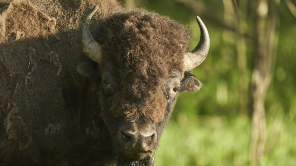 Mann verirrt sich auf Suche nach verlorenem Schuh in M&uuml;nchner Bisongehege