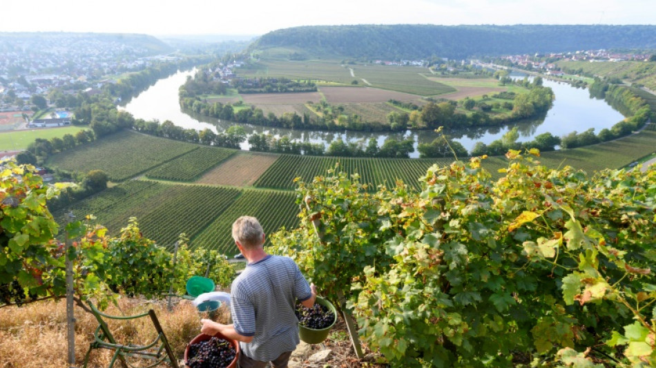 Keine gewerblichen E-Scooter-Touren in rheinland-pf&auml;lzischen Weinbergen