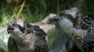 Miles de millones de personas en todo el mundo dependen de las especies silvestres, seg&uacute;n la ONU