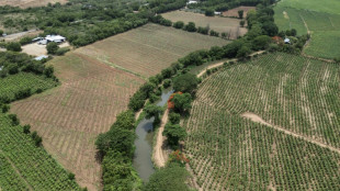 Agro, construcci&oacute;n, turismo: la deportaci&oacute;n de haitianos golpea a la econom&iacute;a dominicana