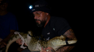 Os jacar&eacute;s do Rio sob amea&ccedil;a da polui&ccedil;&atilde;o e da expans&atilde;o urbana