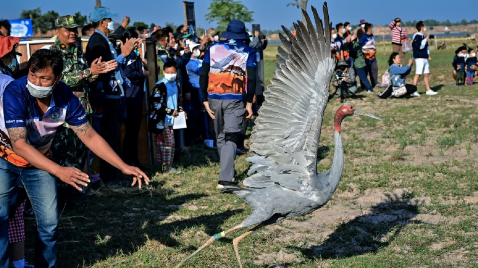 Tha&iuml;lande: rare r&eacute;introduction de grues Antigone dans la nature
