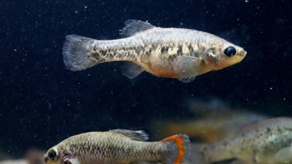 Au Mexique, la "r&eacute;surrection" du poisson t&eacute;quila