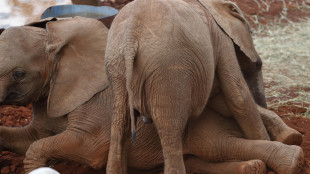 Elefanti morti in Kenya, forse avvelenati da una sostanza tossica