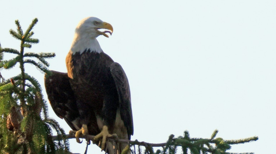 La administración de Trump propone redefinir el "daño" respecto a las especies en peligro