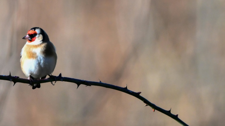 Trafic d'espèces protégées d'oiseaux, le procès renvoyé au 15 janvier