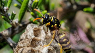 La gu&ecirc;pe &agrave; papier cultive la diff&eacute;rence