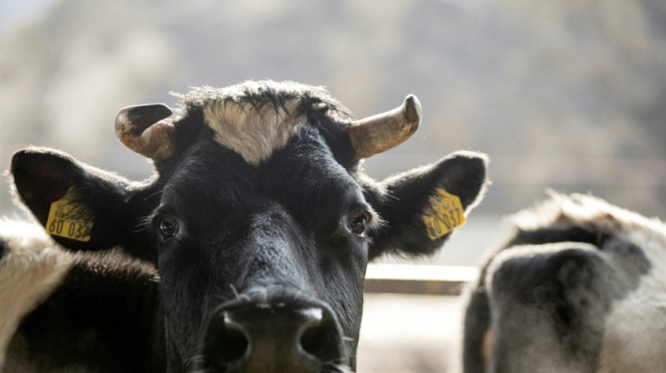 Bayern: Polizei mahnt Autofahrer wegen 35 entlaufener Rinder zu Vorsicht 