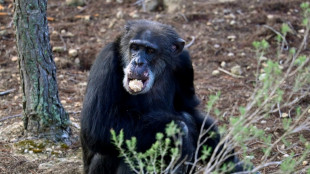 Un proyecto de ley pionero busca devolver la "dignidad" a los grandes simios en Espa&ntilde;a