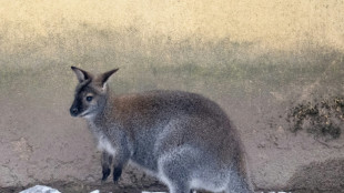 Entlaufene K&auml;ngurus sorgen in Rheinland-Pfalz f&uuml;r Polizeieinsatz