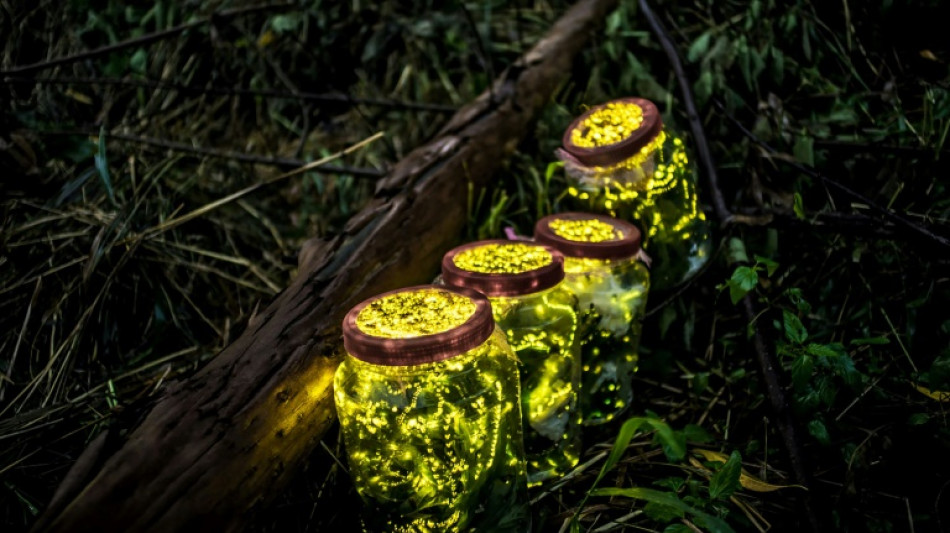 Las luci&eacute;rnagas prefieren aparearse en la oscuridad 